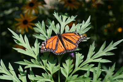 monarch butterfly